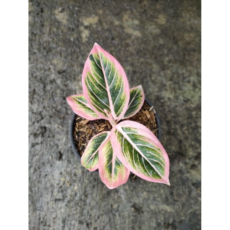 aglonema lotus delight