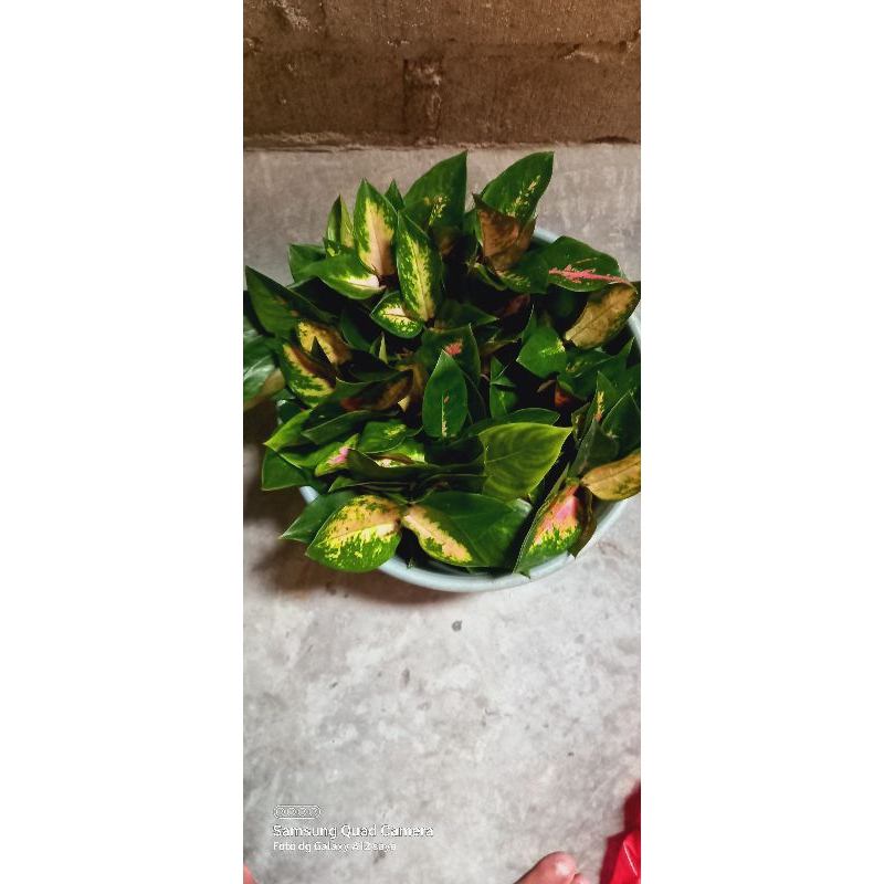 anakan aglonema SB KW