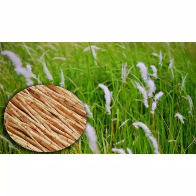 

akar alang alang segar 100 gr