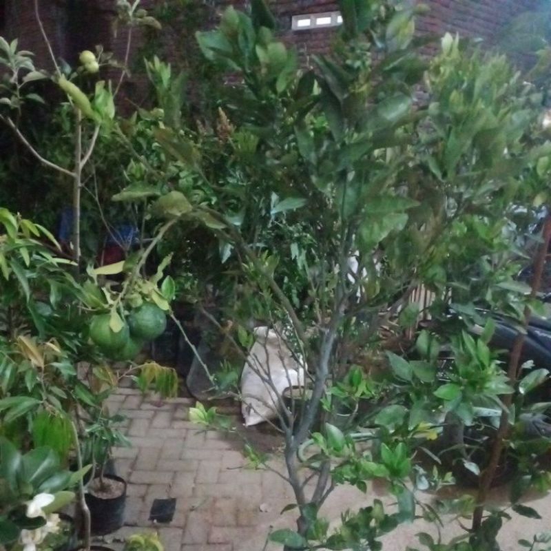 Bibit Dekopon berbuah