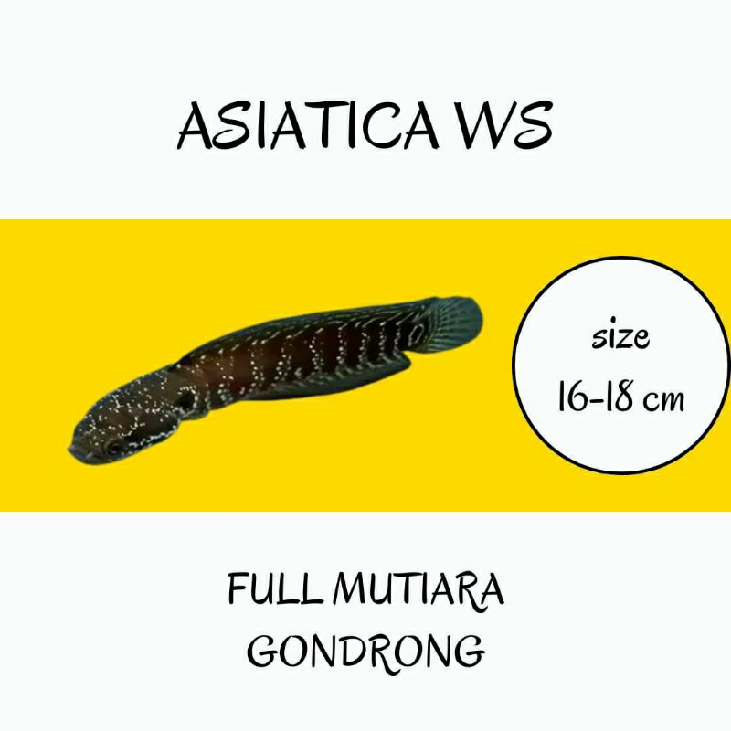 asiatica ws pure 20-23cm  bisa request kelamin gondrong Mutiara full grade a+