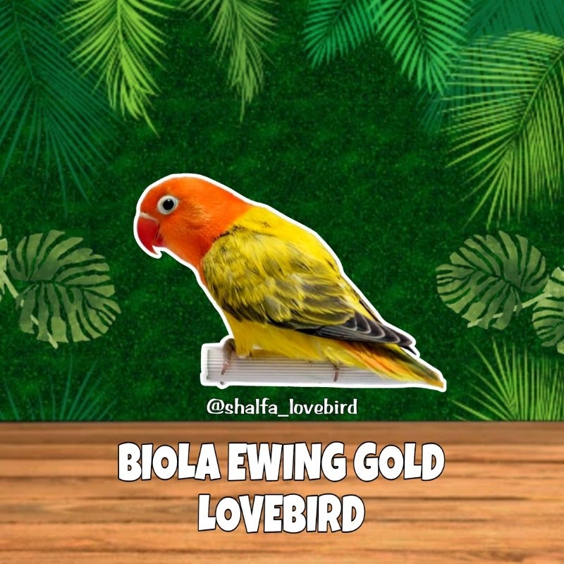 LOVEBIRD BIOLA EWING GOLD JANTAN/BETINA PAUD DAN DEWASA