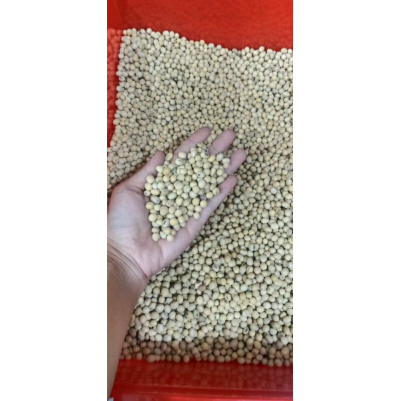 

Kacang Kedelai Good Quality 1kg