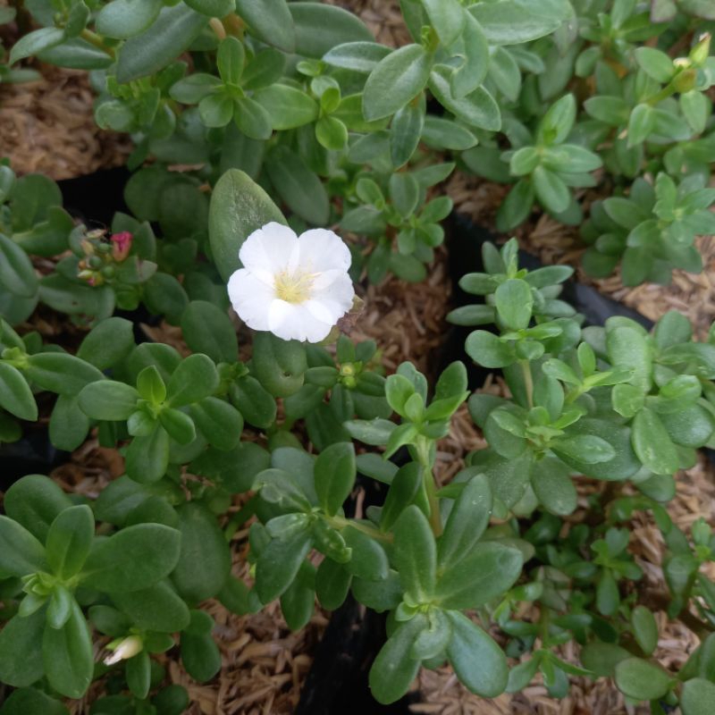 Tanaman Aquascape Krokot Putih/Krokot Bunga Putih