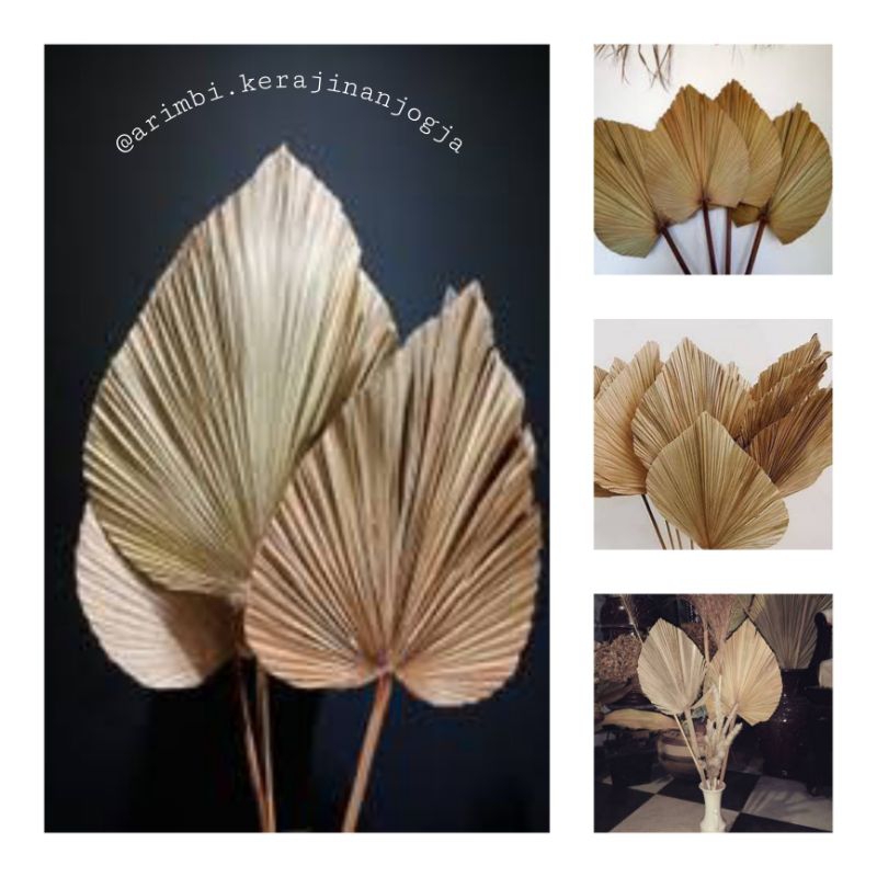 Daun Palem Kering / Daun Palm Kering Dekorasi Rustic Estetik / Dekorasi wedding