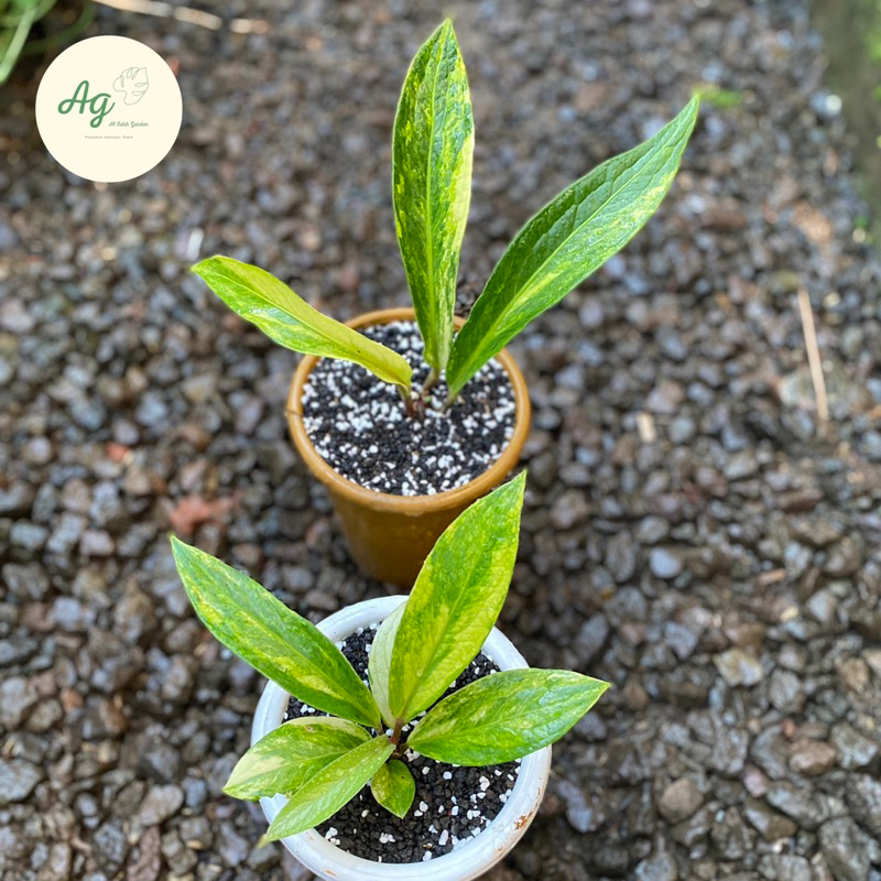 anthurium jemani tanduk variegata