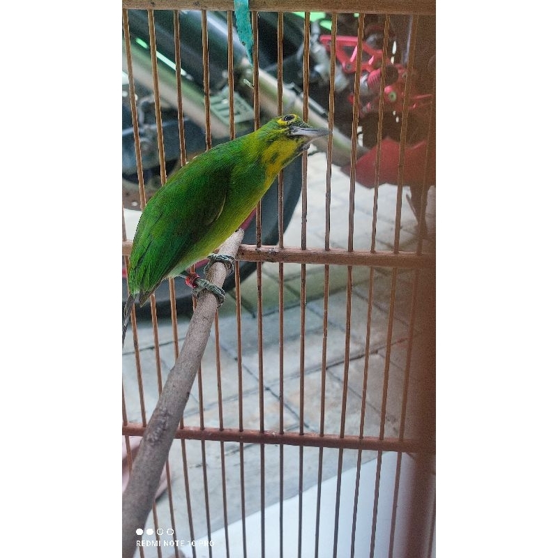 PH KALIMANTAN (GARANSI JANTAN)