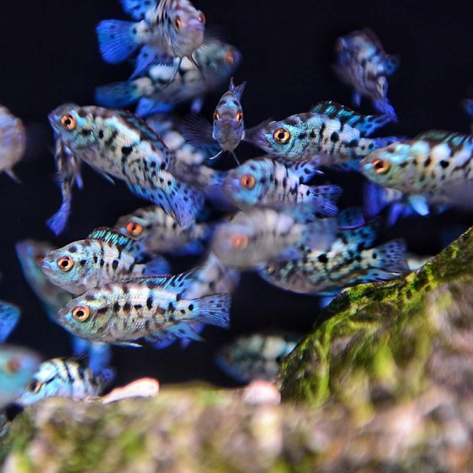 Electric Blue Jack Dempsey Cichlid / EBJD Cichlid / Air Tawar / Ikan hias Aquascape