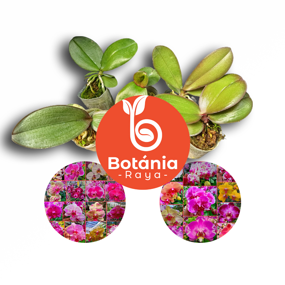 Anggrek bulan hidup l Jumbo Hybrid Premium Seedling dan Pra-Remaja l hiasan dinding & buket bunga