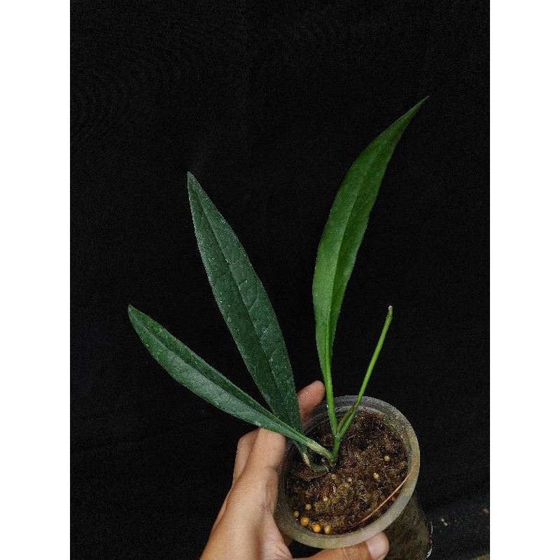 hoya sulawesiana
