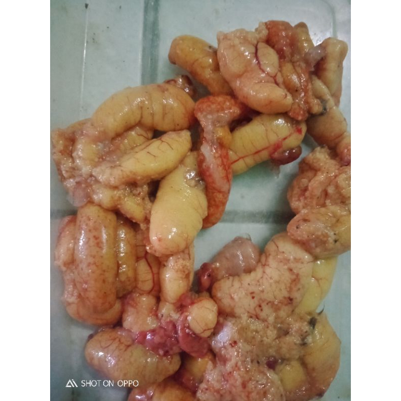 TELUR IKAN BETOK/PEPUYU PRESS.BISA BUAT UMPAN MANCING GT LELE BAWAL