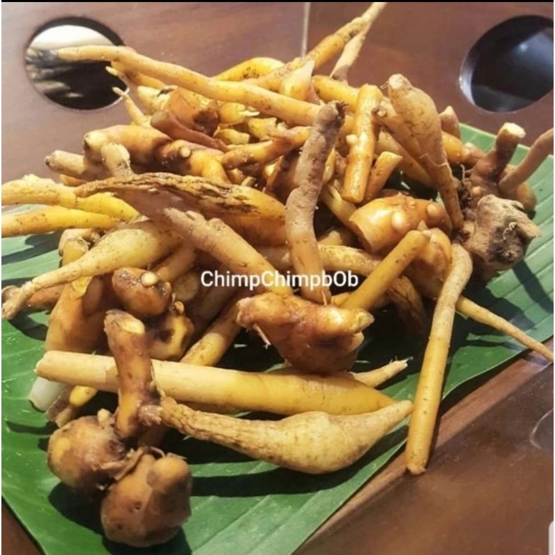 KUNCI REMPAH SEGAR / TEMU KUNCI SEGAR