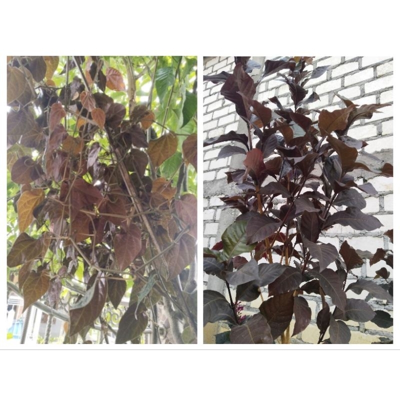 Daun Sirih Merah Segar / Daun Ungu Obat Wasir "Handeuleum" /Tanaman Obat