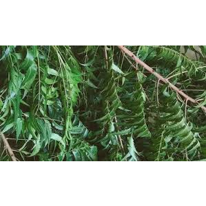 

DAUN MIMBA SEGAR DAUN MINDI 1KG