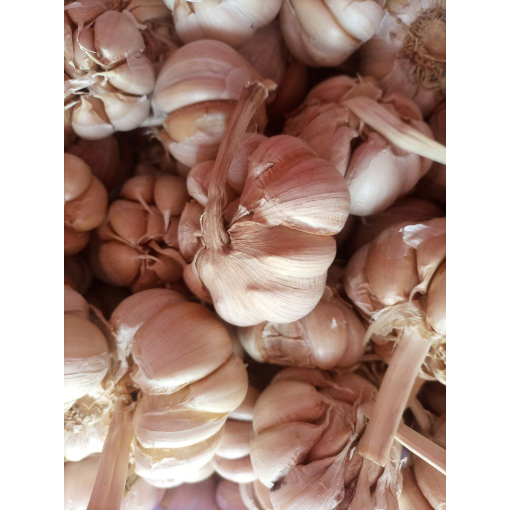 

Bawang Putih Bersih Kualitas Super 500gr