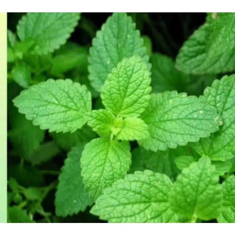 5 Biji Bibit Daun mint