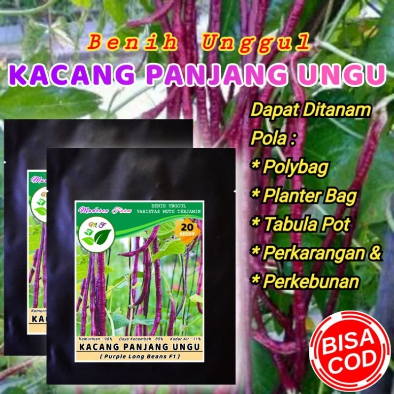 BENIH KACANG PANJANG UNGU