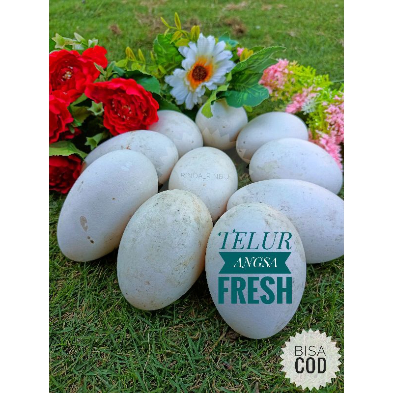

Telur angsa Fresh untuk Promil dan Pengantin Baru