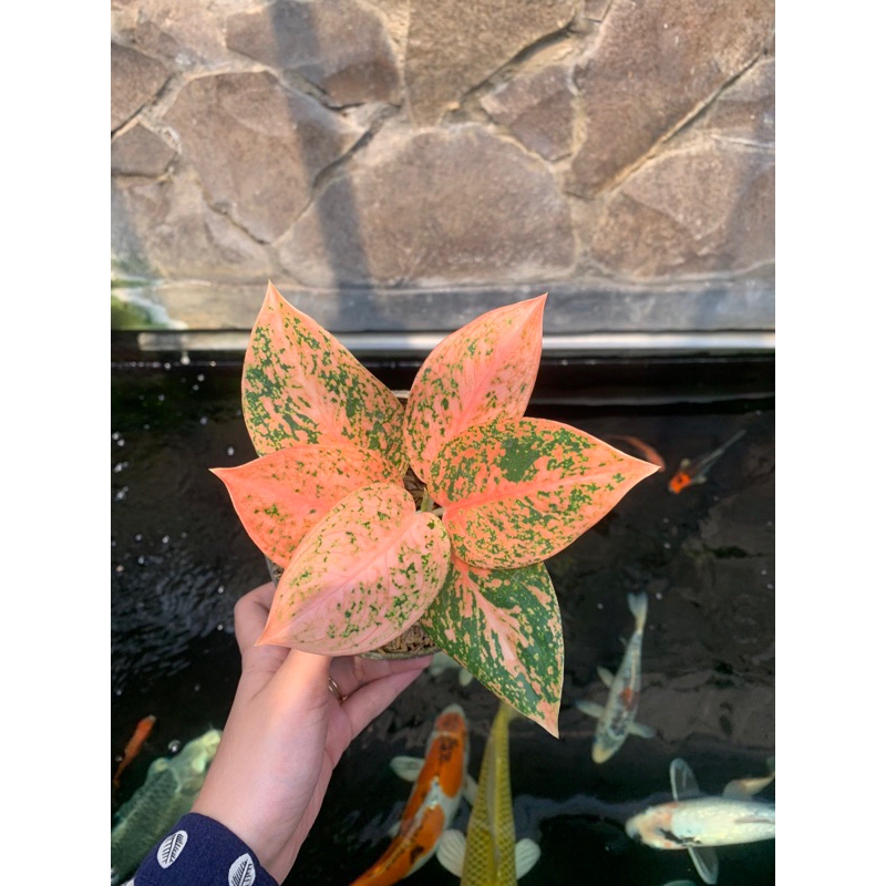 Aglaonema Stardust Orange✨