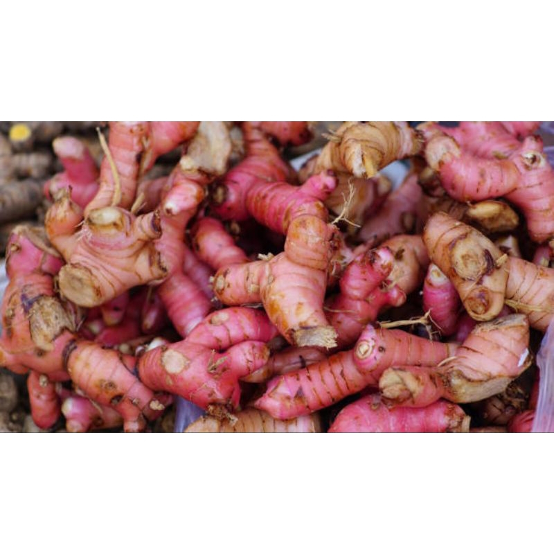 

LENGKUAS/LAOS MERAH FRESH 500Gr BUMBU DAGING