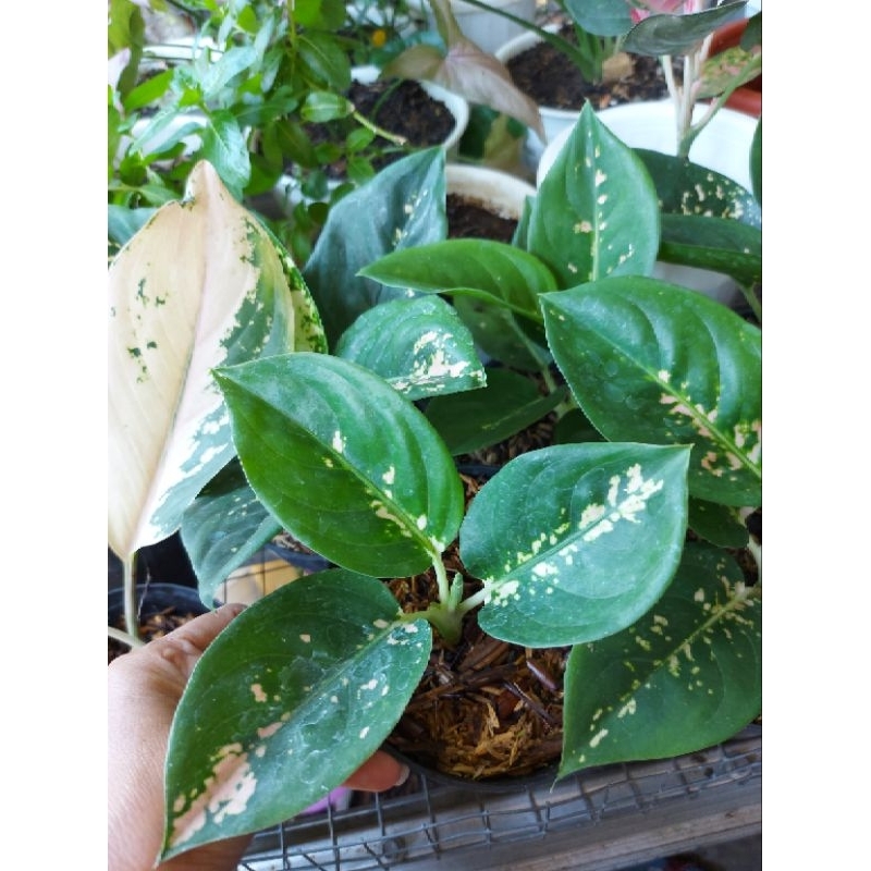 Aglonema Suksom White