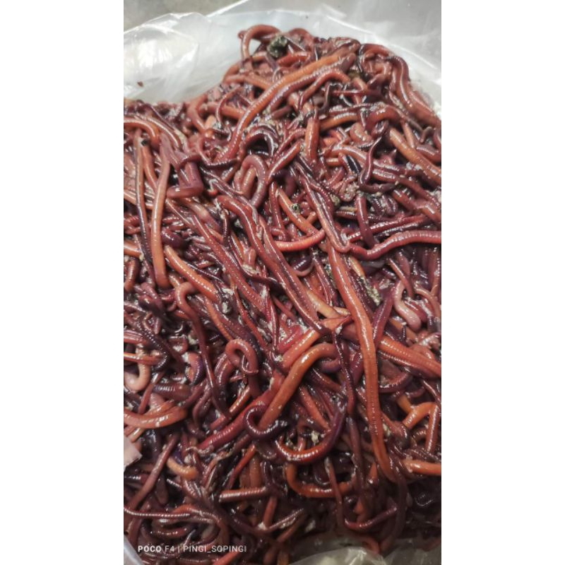 CACING TANAH Hidup Fres Untuk proges chana untuk mempercepat mengeluarkan bunga YS,ANDRAO,PULCRA DLL