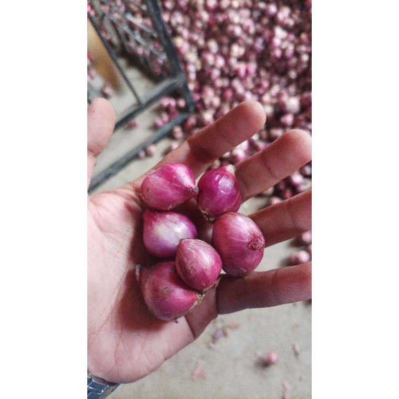 

Bawang merah alahan panjang/1Kilogram