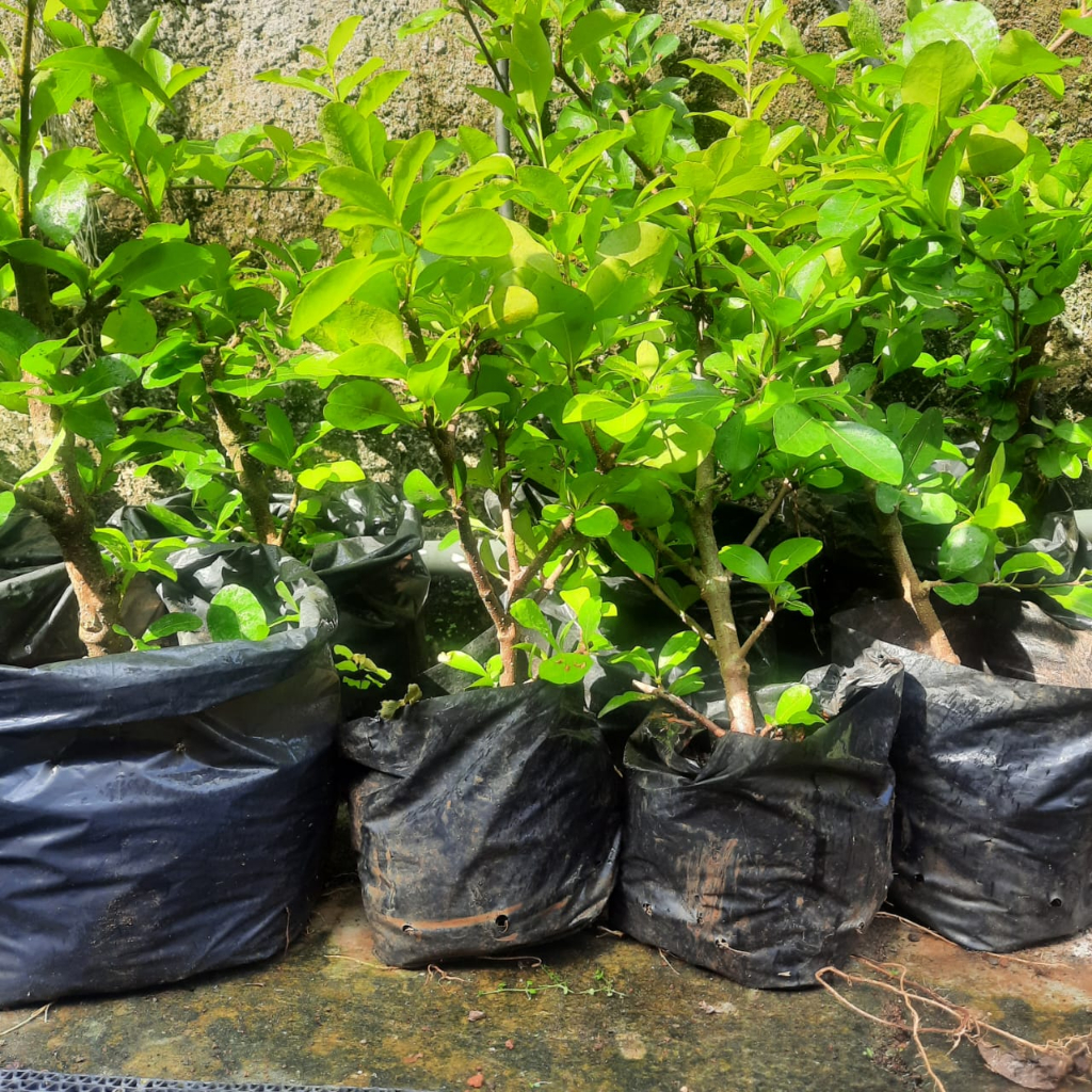 cangkok sianci barbados