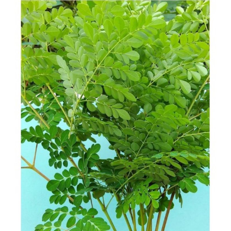 

DAUN KELOR SEGAR /DAUN KELOR OBAT HERBAL KOLESTEROL