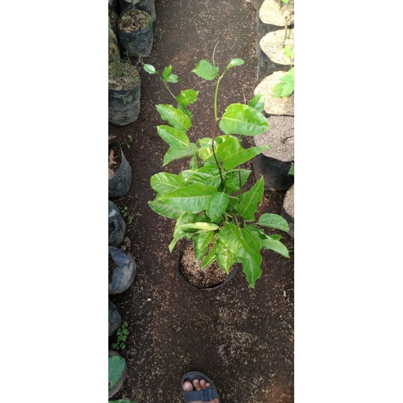 BIBIT BUAH MARKISA MANIS