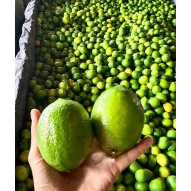 

Jeruk Lemon California Fresh 1kg Langsung Petik dari Kebun (6-10 biji)