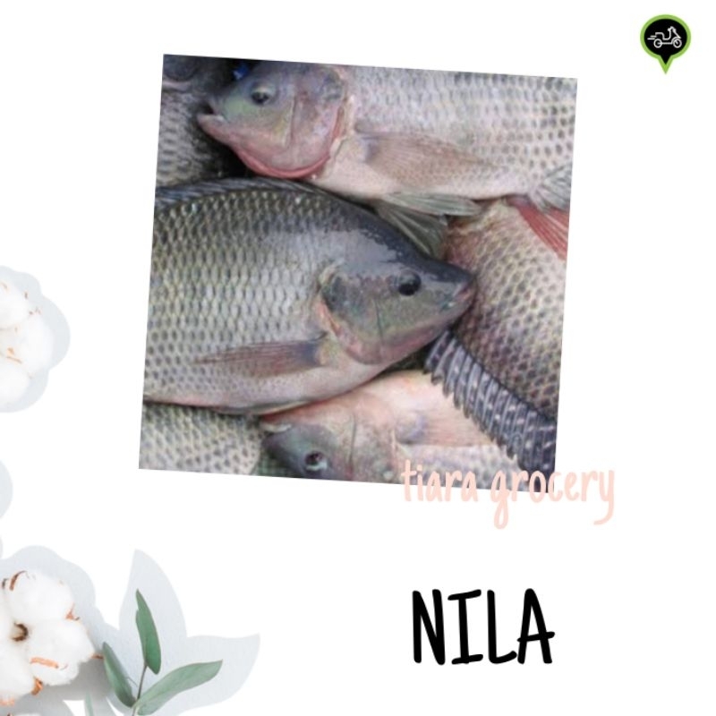 

Ikan nila fresh