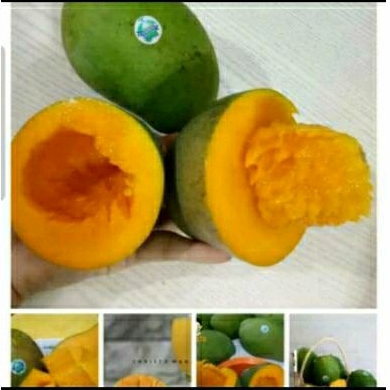 

Mangga Gadung Bangil Christo SUPER Harum Wangi Manis Masak Pohon 10 KG