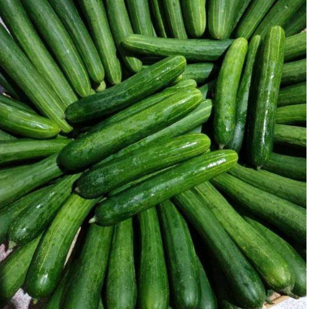 

Timun segar 1kg