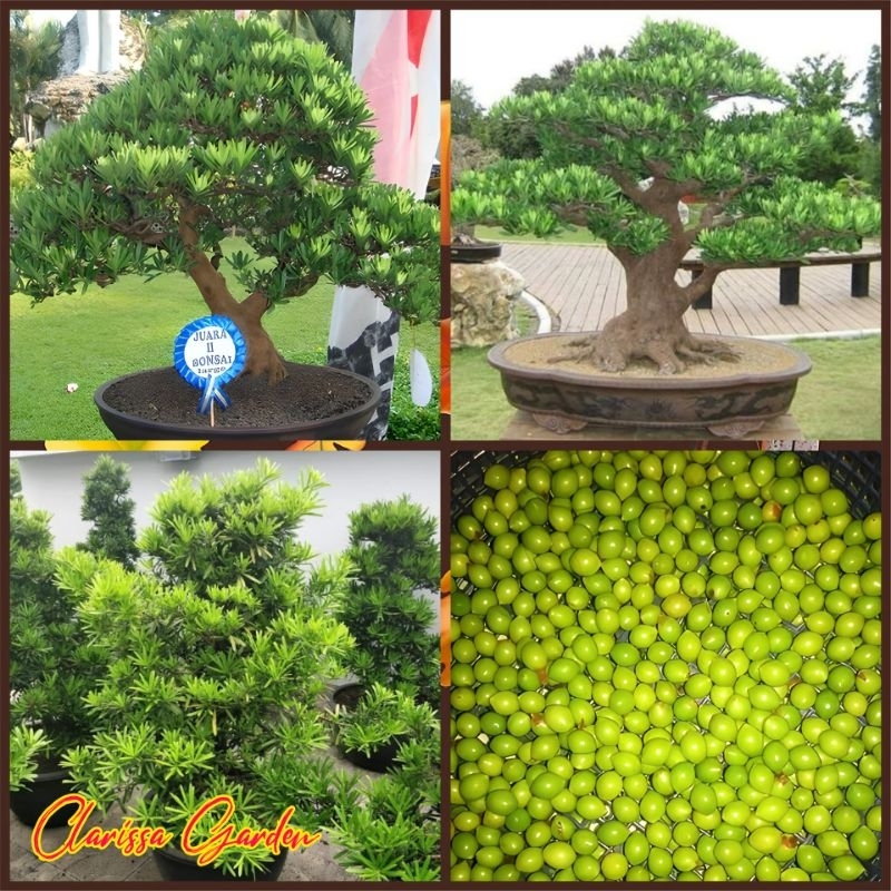 BIJI/BENIH POHON LOHANSUNG MAWAR KUALITAS PREMIUM (BAHAN BONSAI)