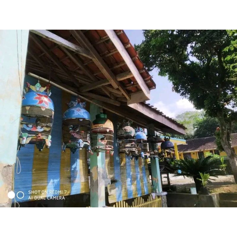 Burung Perkutut bangkok