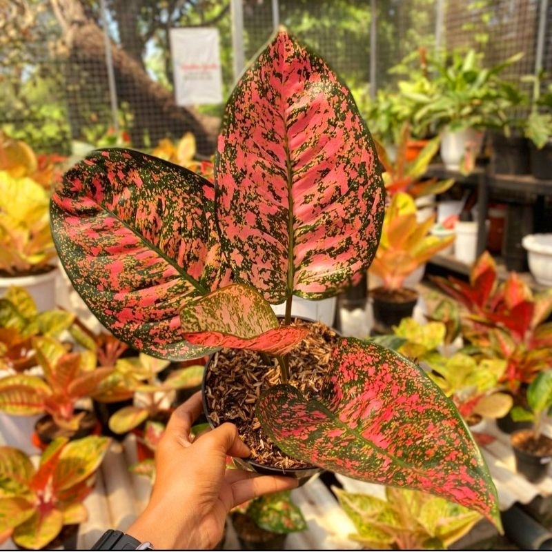 Aglonema Ruby Gyant Batik Roset Merah Merona Rawatan Lokal Tanaman Hias Bunga Aglaonema Murah Merah 