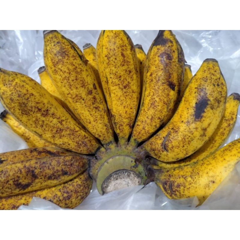 

Buah Pisang Susu persisir