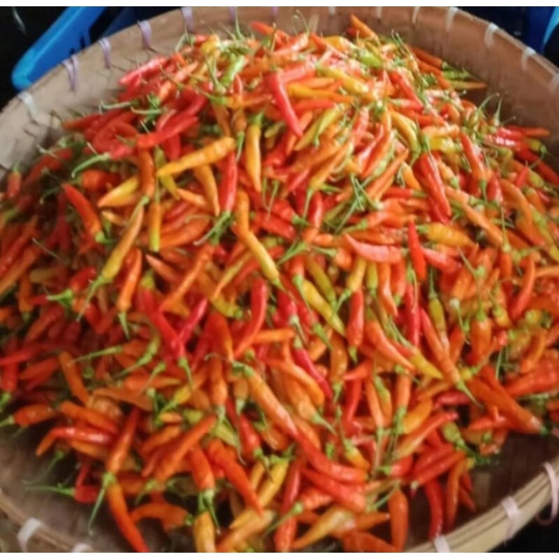 

Cabe rawit merah/cabe setan 500g