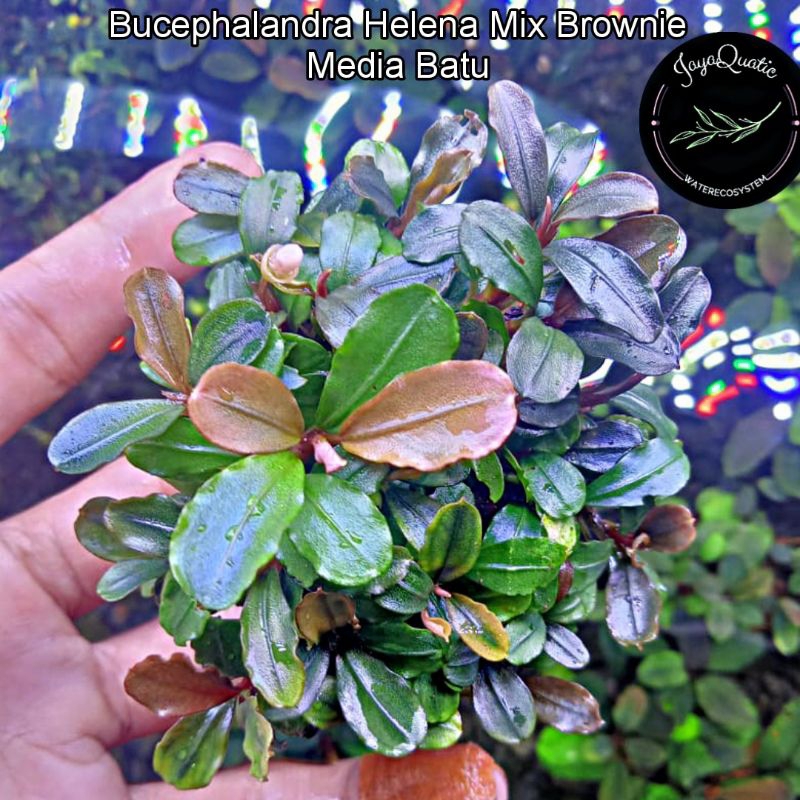 Bucephalandra Helena Mix Brownie Media Batu Lavarock 4×4cm - Tanaman Aquascape Aquarium Paludarium T