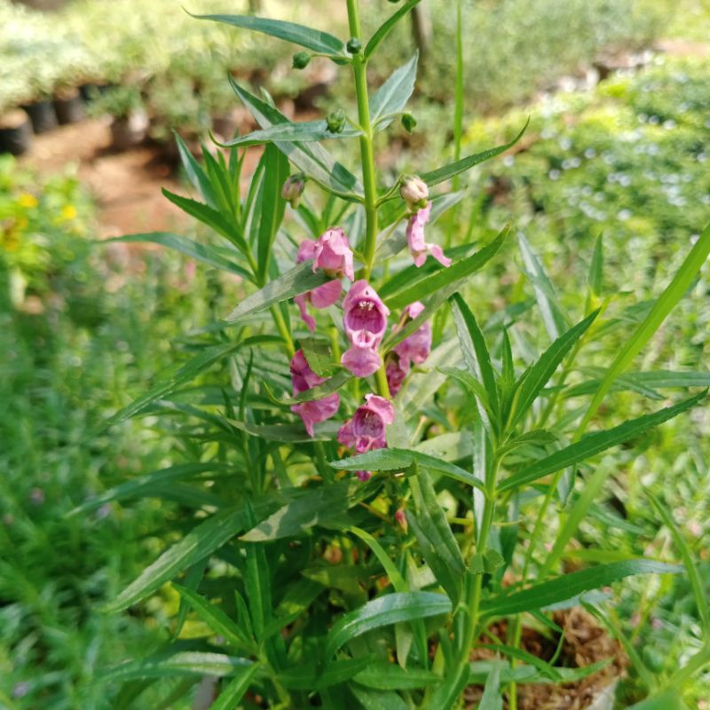 Pohon Lavender bunga pink - Tanaman Hias lavender bunga pink - bunga lavender