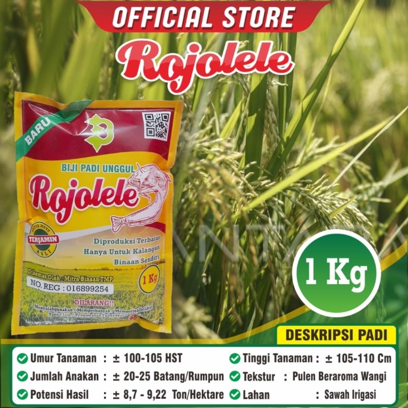 Padi Rojolele / Padi Rojolele / Biji Padi Unggul Rojolele / Kemasan 1 Kilogram