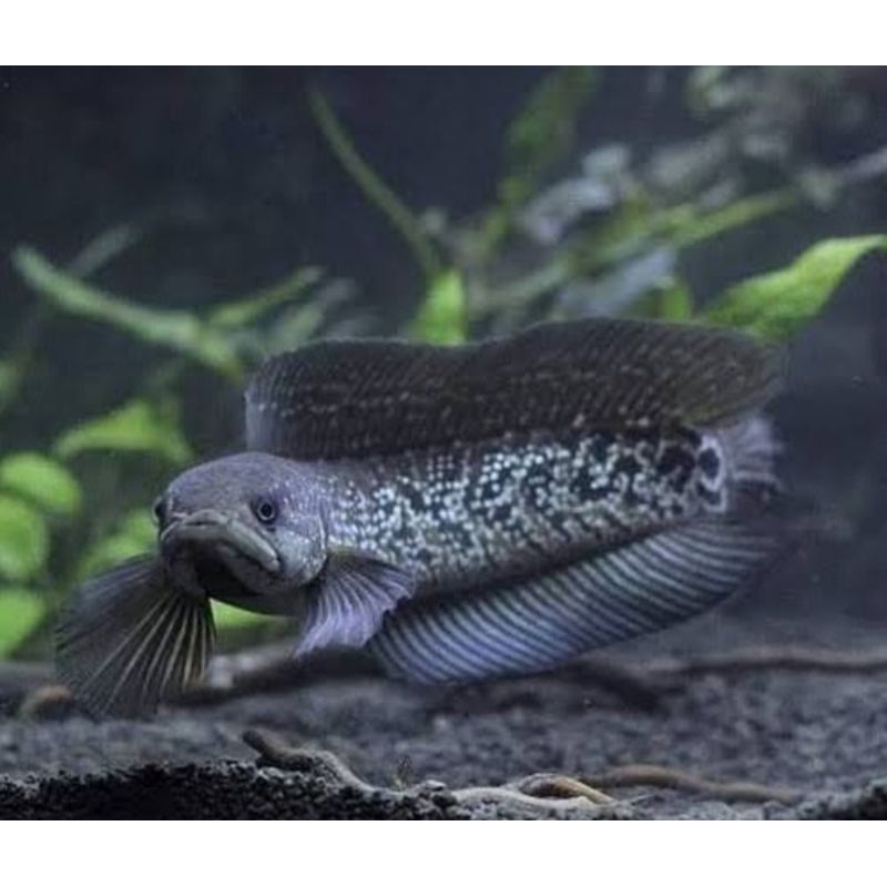 dekorasi aquarium asiatica Ws & Rs grade a gondrong