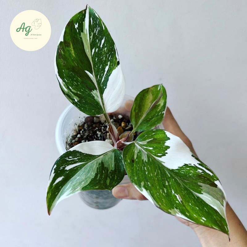 philodendron white knight