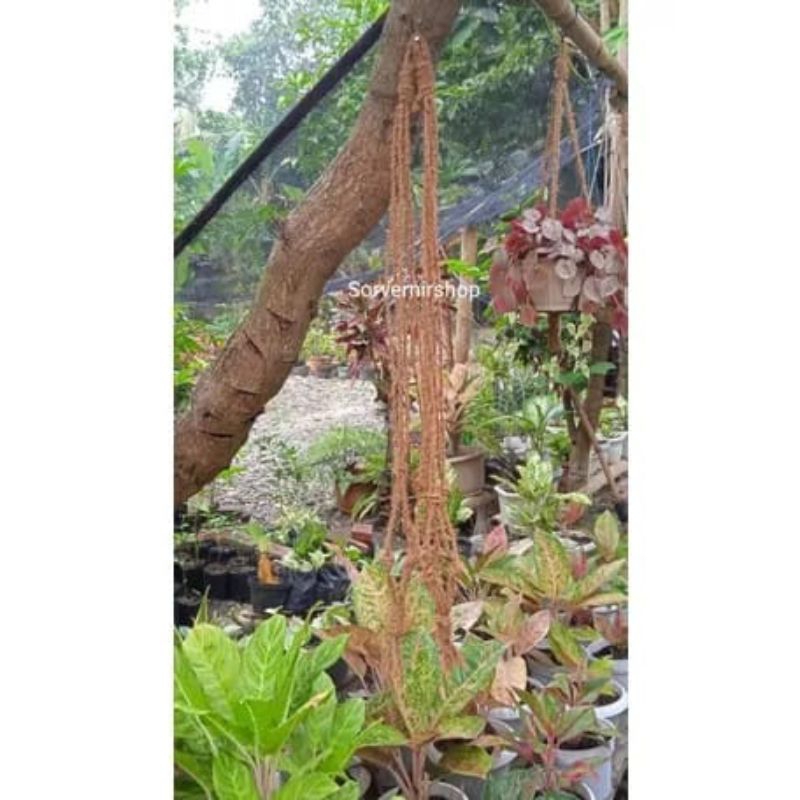 Tali gantungan pot panjang 1Meter/100cm