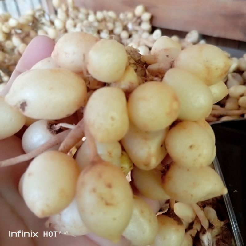 

Bisa Cod Kunyit Putih 1 Kg Kunyit Putih Segar