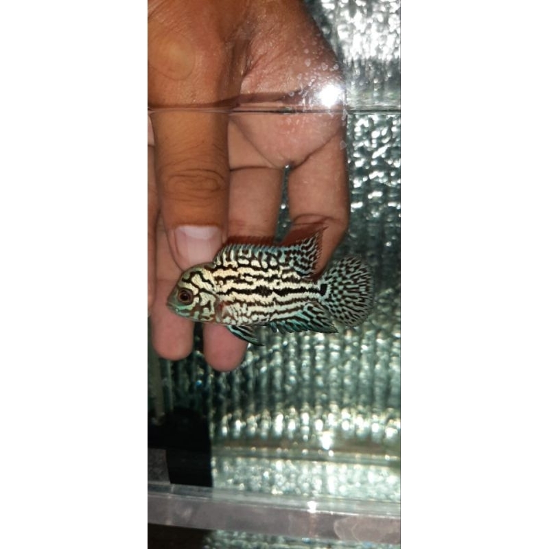 sortiran kamfa f2 Thailand  🇹🇭