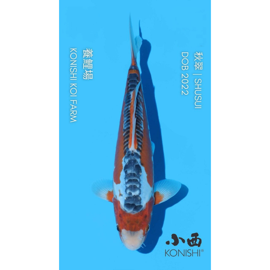 Ikan Koi Import ID49 - Shusui 30BU up - Konishi Koi Farm