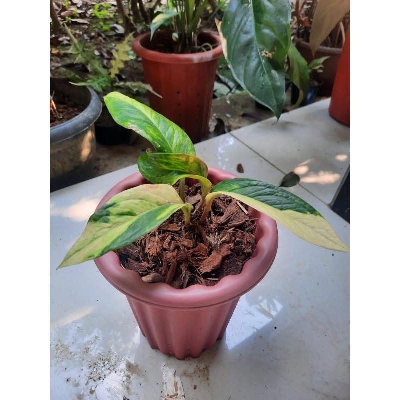 jemani tanduk varigata batang merah