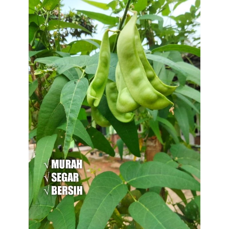 

KACANG ROAY | KACANG KORO TERMURAH 500g